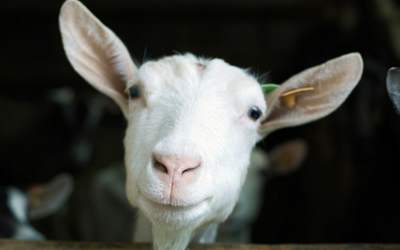 Closeup of white goat