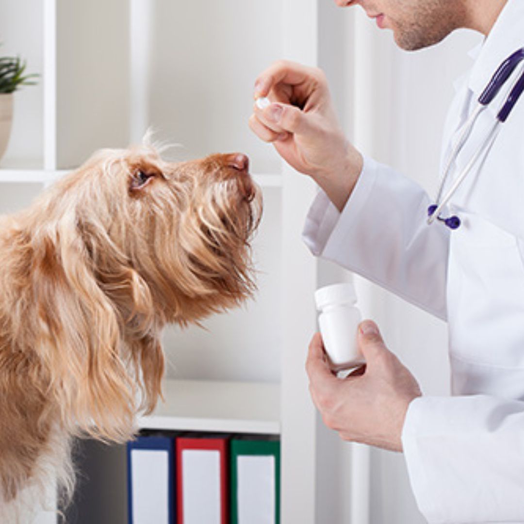 veterinarian giving mecicine to dog