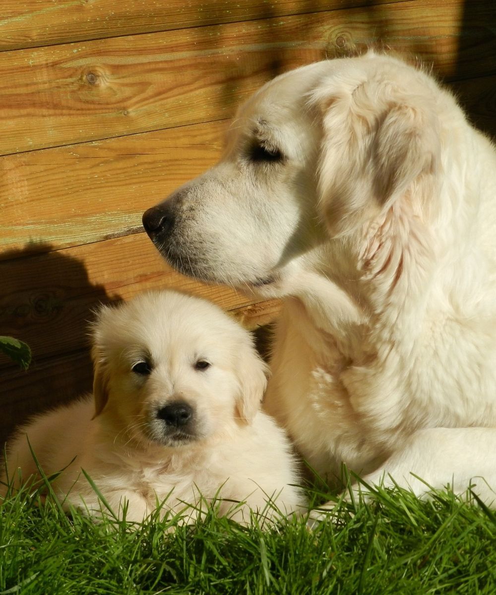 dog with  a puppy