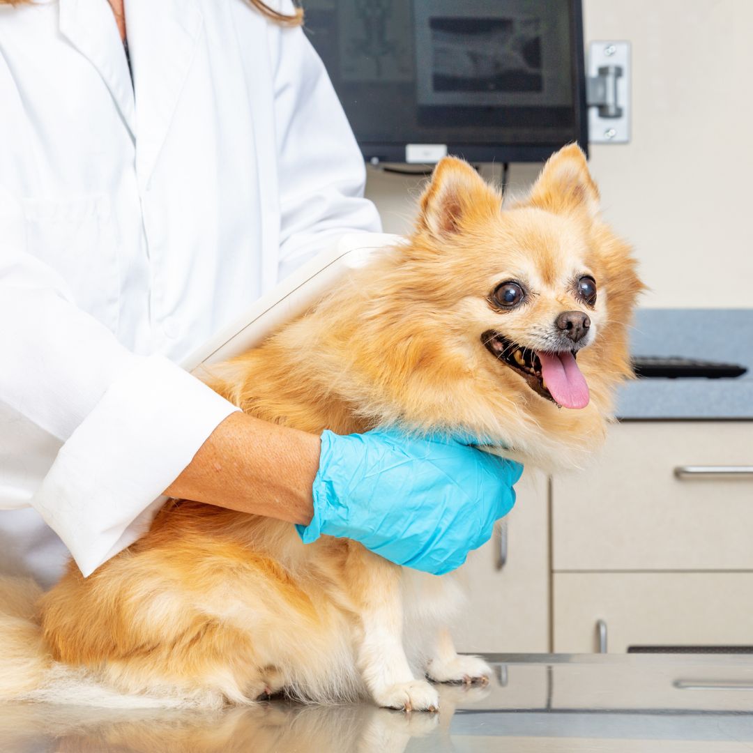 veterinarian reading microchip on dog