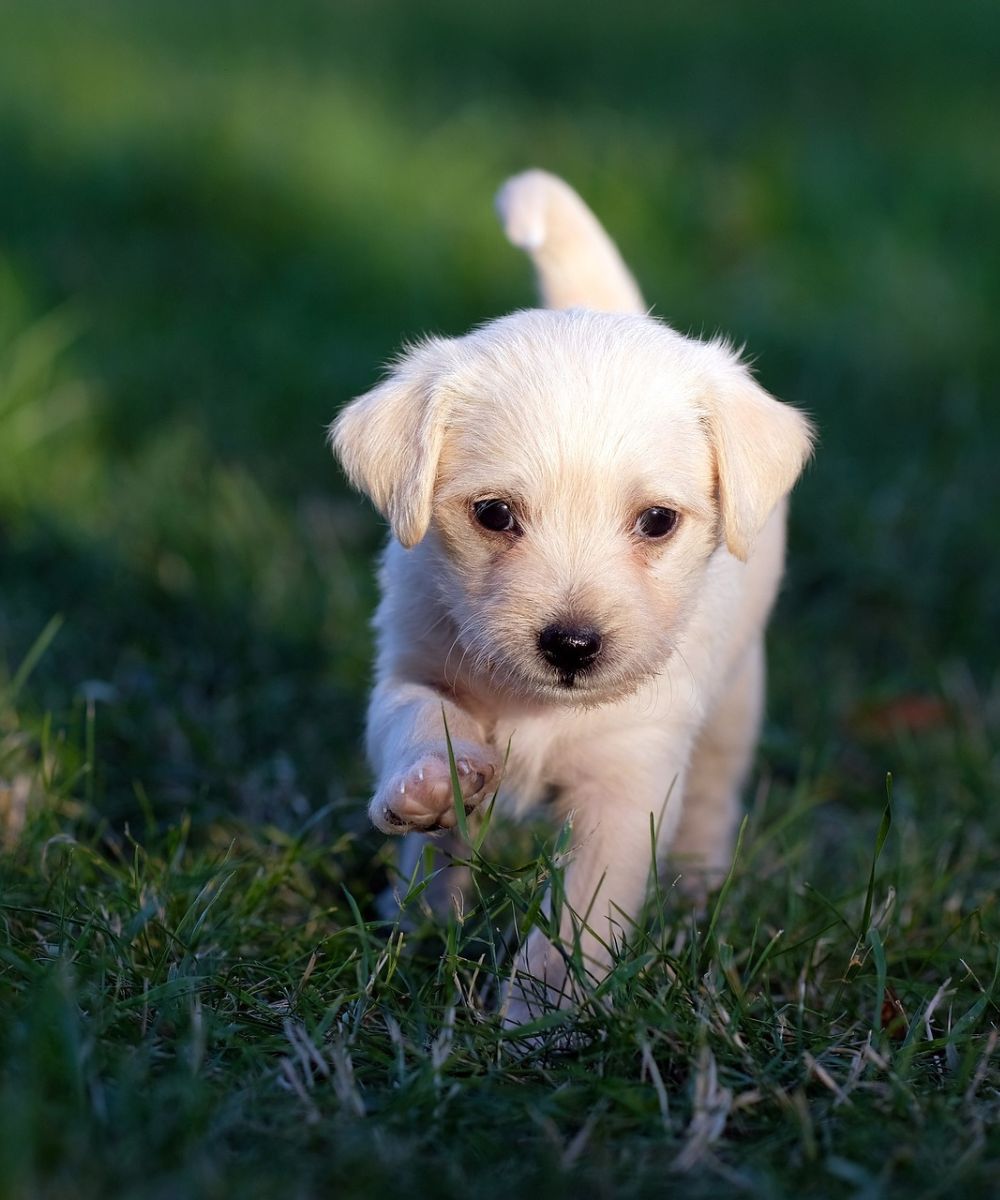 cute puppy in the ground